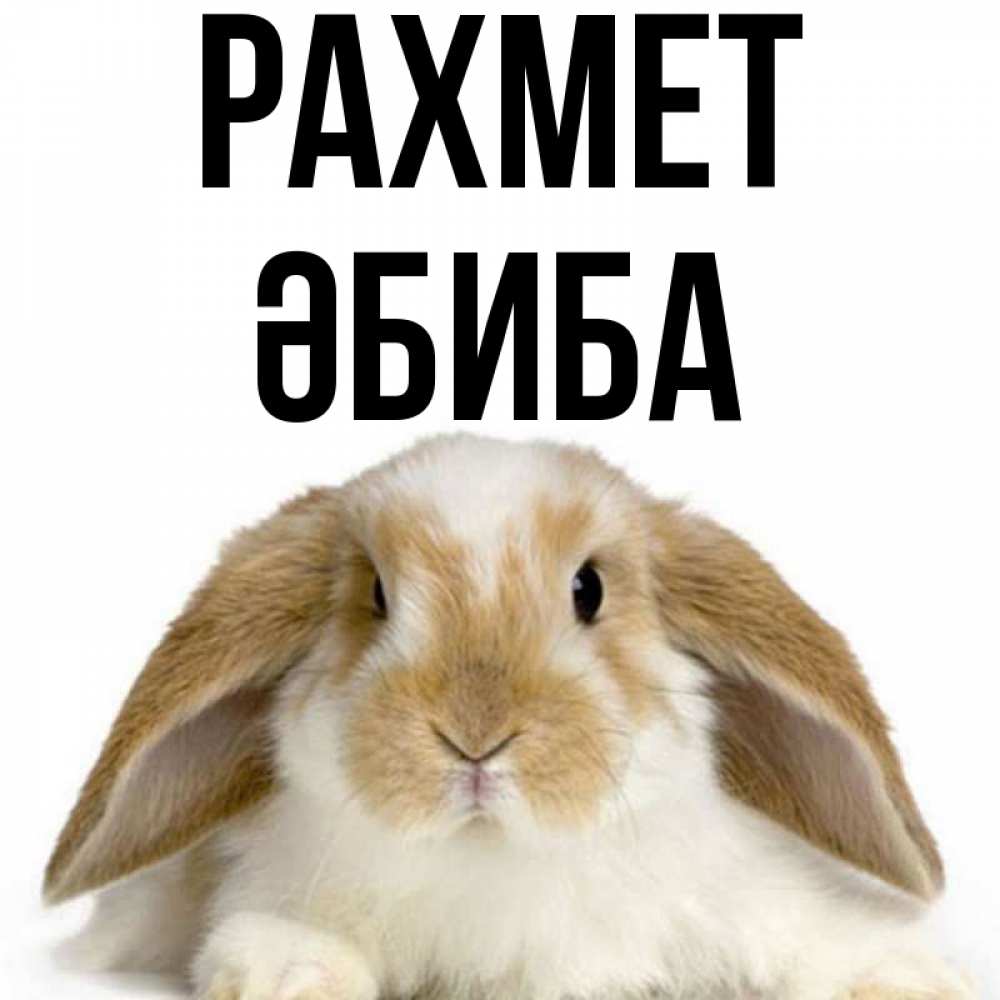 Күн сайын ашық хат с именем, ӘБИБА рахмет коричнево белый заяц Онлайн тегін жүктеп алу тілектері бар керемет карта 