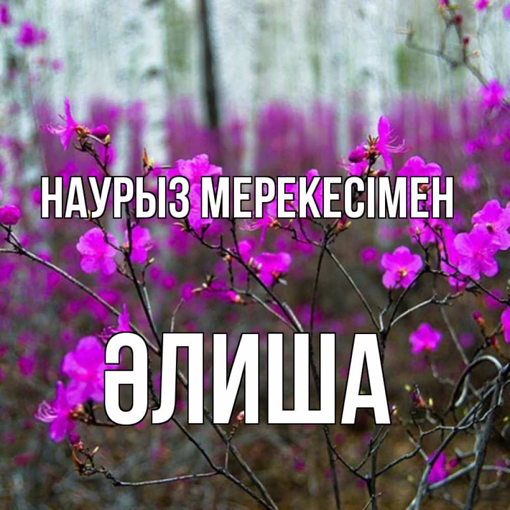 Күн сайын ашық хат с именем, ӘЛИША Наурыз мерекесімен дикие цветы Онлайн тегін жүктеп алу тілектері бар керемет карта 