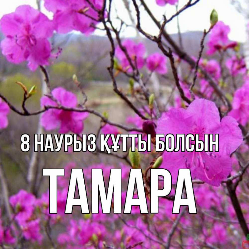Күн сайын ашық хат с именем, ТАМАРА 8 наурыз құтты болсын международный женский день Онлайн тегін жүктеп алу тілектері бар керемет карта 