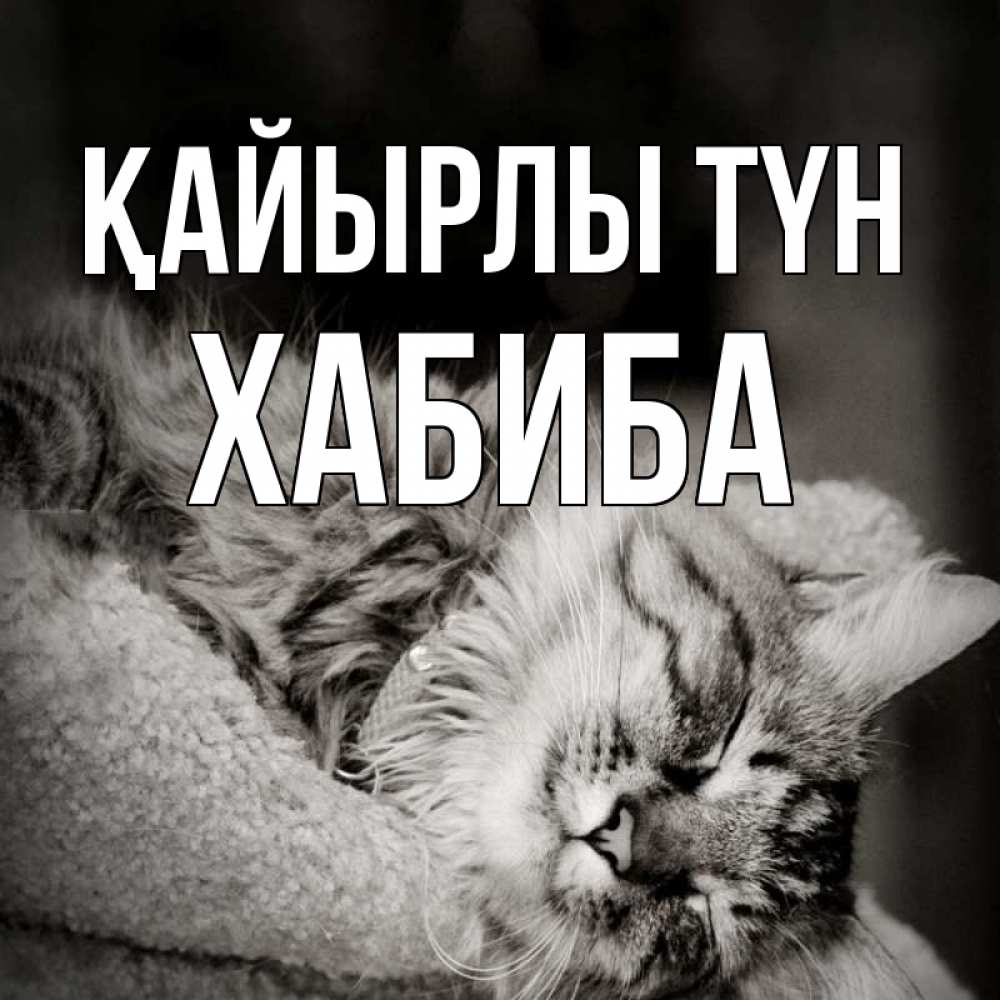 Күн сайын ашық хат с именем, ХАБИБА Қайырлы түн котярик пушистый Онлайн тегін жүктеп алу тілектері бар керемет карта 