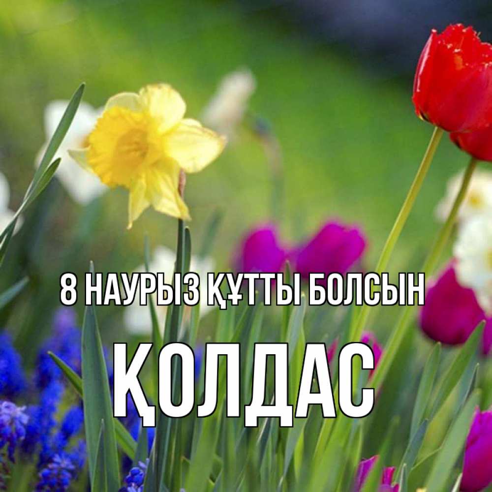 Күн сайын ашық хат с именем, Қолдас 8 наурыз құтты болсын международный женский день 3 Онлайн тегін жүктеп алу тілектері бар керемет карта 