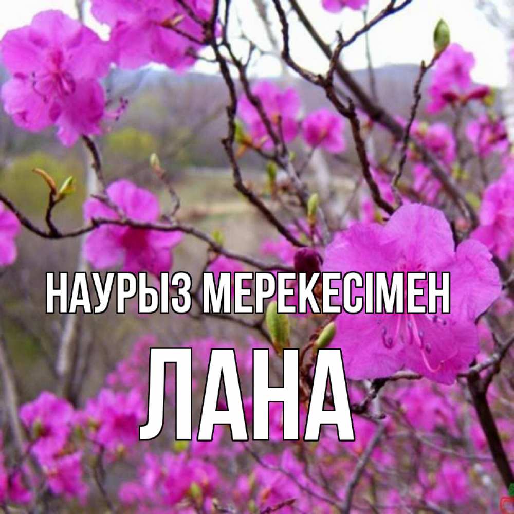 Күн сайын ашық хат с именем, Лана Наурыз мерекесімен праздник весны наурыз Онлайн тегін жүктеп алу тілектері бар керемет карта 