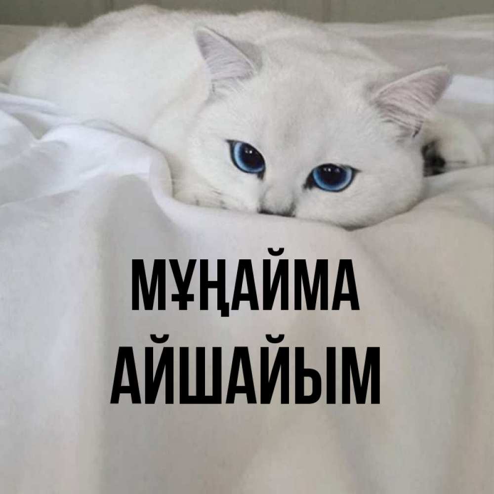 Күн сайын ашық хат с именем, АЙШАЙЫМ Мұңайма Голубоглазая кошка Онлайн тегін жүктеп алу тілектері бар керемет карта 
