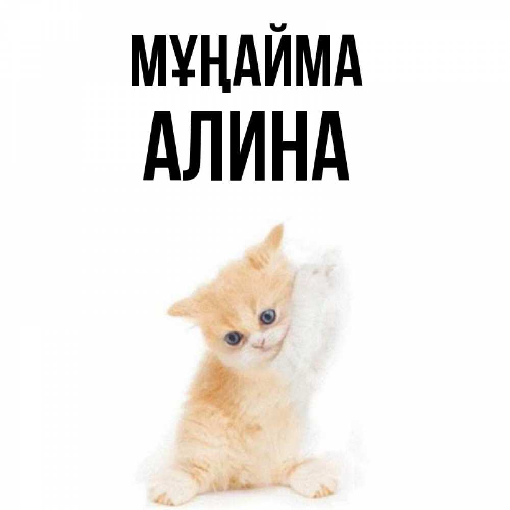 Күн сайын ашық хат с именем, Алина Мұңайма просящий кот Онлайн тегін жүктеп алу тілектері бар керемет карта 