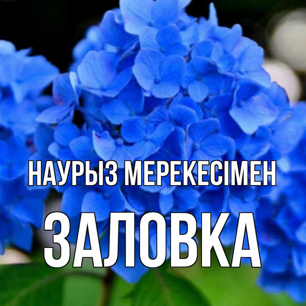 Күн сайын ашық хат с именем, Заловка Наурыз мерекесімен синие цветы Онлайн тегін жүктеп алу тілектері бар керемет карта 