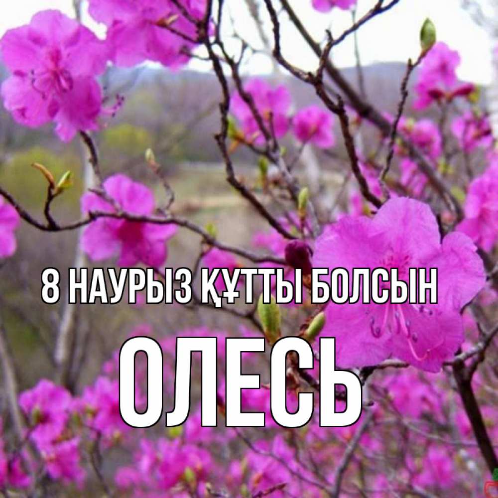Күн сайын ашық хат с именем, Олесь 8 наурыз құтты болсын международный женский день Онлайн тегін жүктеп алу тілектері бар керемет карта 