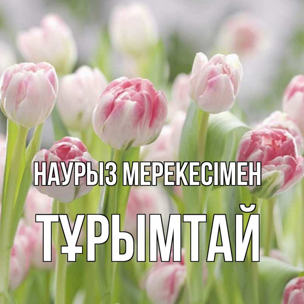 Күн сайын ашық хат с именем, ТҰРЫМТАЙ Наурыз мерекесімен цветы Онлайн тегін жүктеп алу тілектері бар керемет карта 