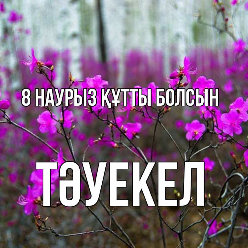 Күн сайын ашық хат с именем, ТӘУЕКЕЛ 8 наурыз құтты болсын дикие цветы Онлайн тегін жүктеп алу тілектері бар керемет карта 