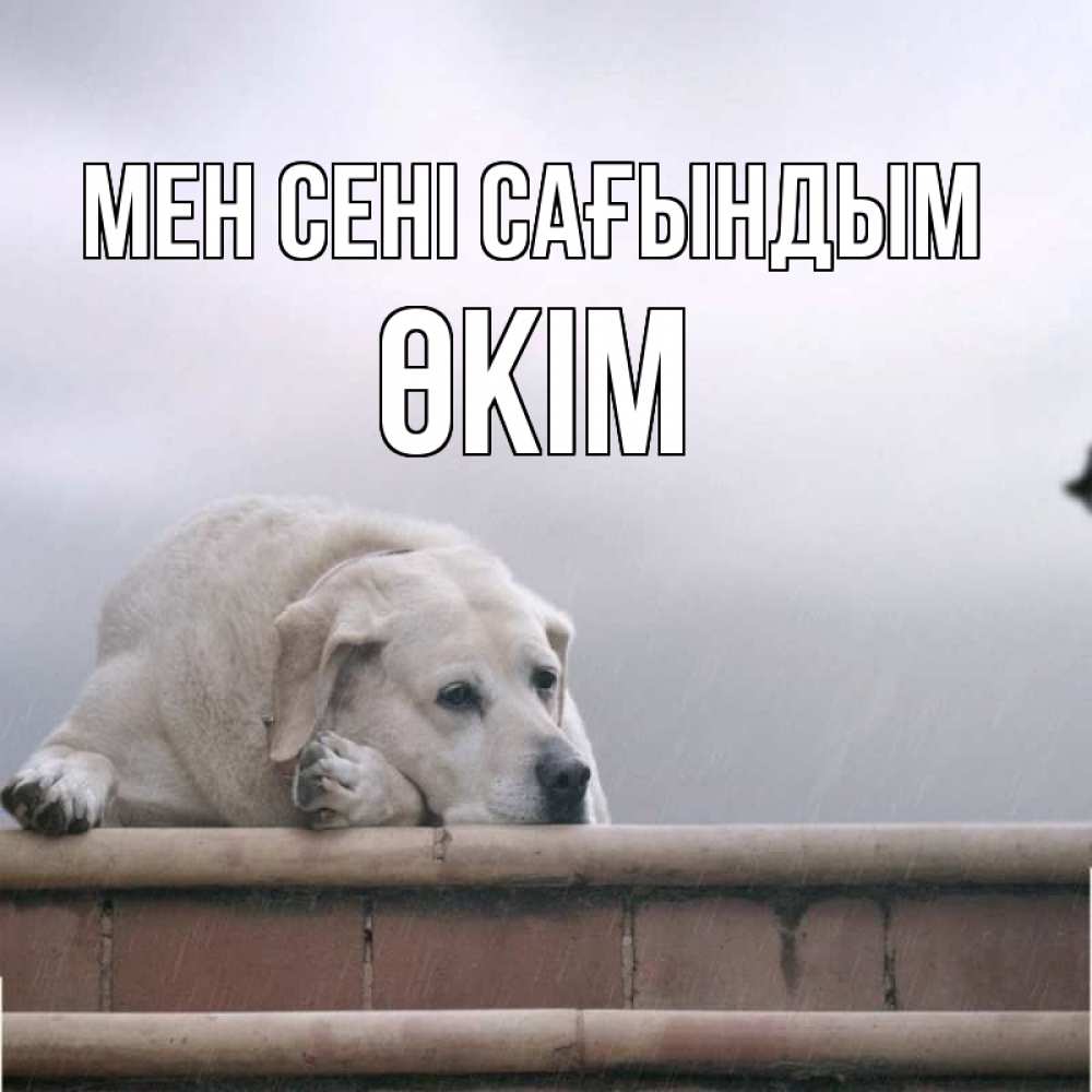 Күн сайын ашық хат с именем, ӨКІМ Мен сені сағындым ждет Онлайн тегін жүктеп алу тілектері бар керемет карта 