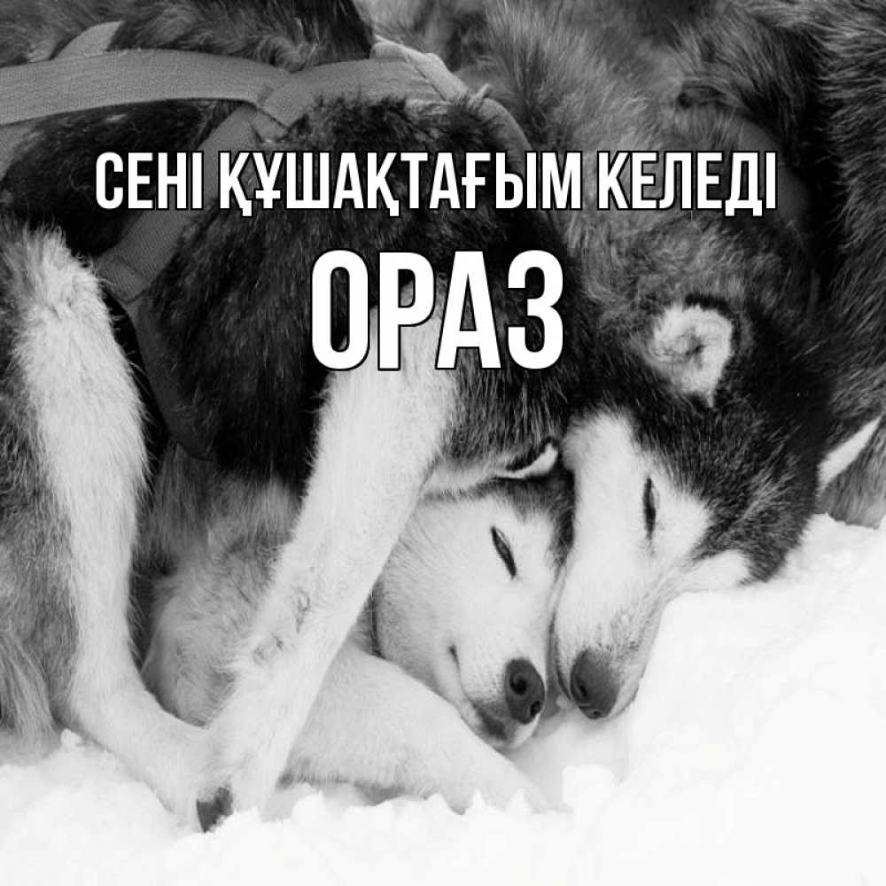 Күн сайын ашық хат с именем, ОРАЗ сені құшақтағым келеді собачки в упряжке Онлайн тегін жүктеп алу тілектері бар керемет карта 