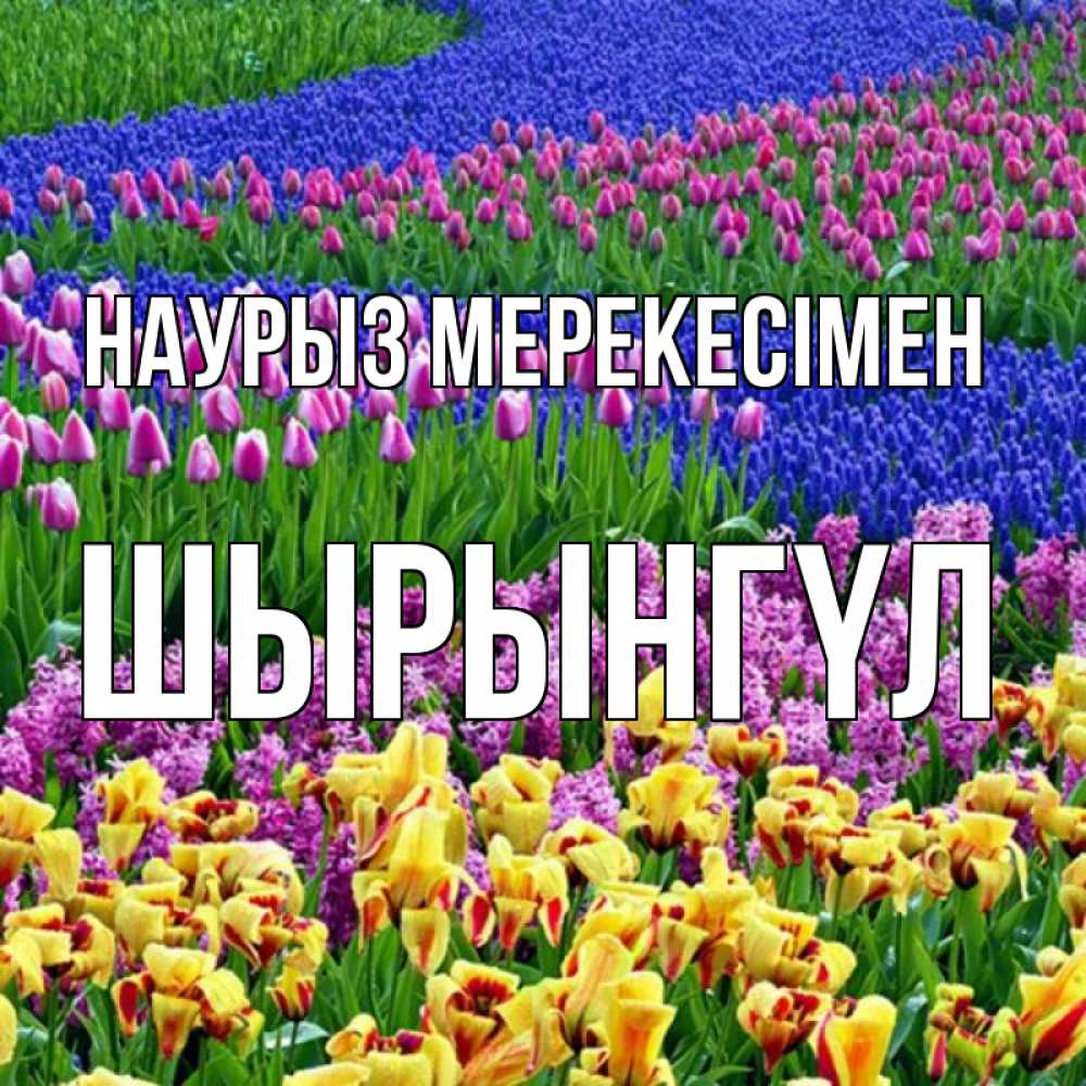 Күн сайын ашық хат с именем, ШЫРЫНГҮЛ Наурыз мерекесімен цветы Онлайн тегін жүктеп алу тілектері бар керемет карта 