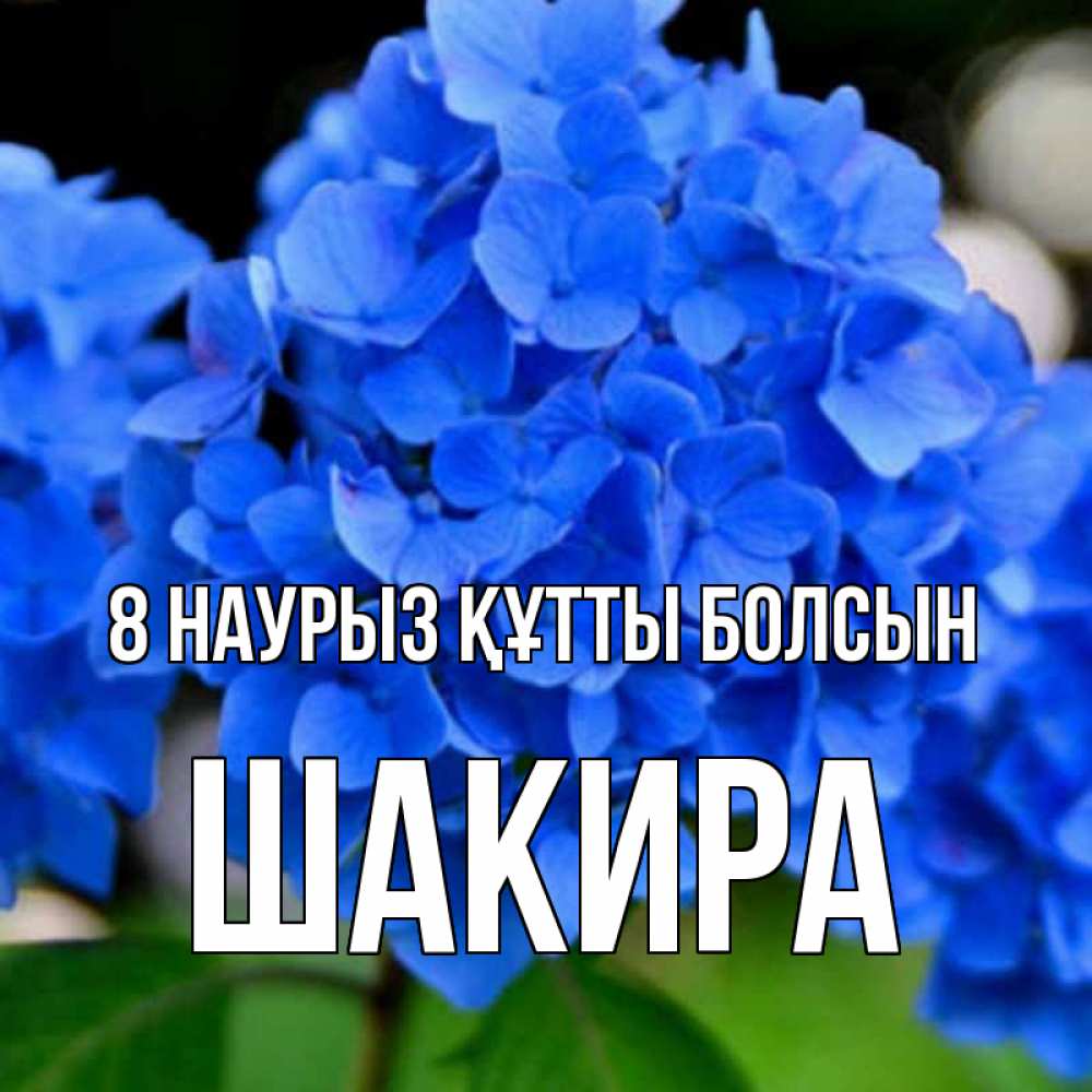 Күн сайын ашық хат с именем, Шакира 8 наурыз құтты болсын синие цветы Онлайн тегін жүктеп алу тілектері бар керемет карта 