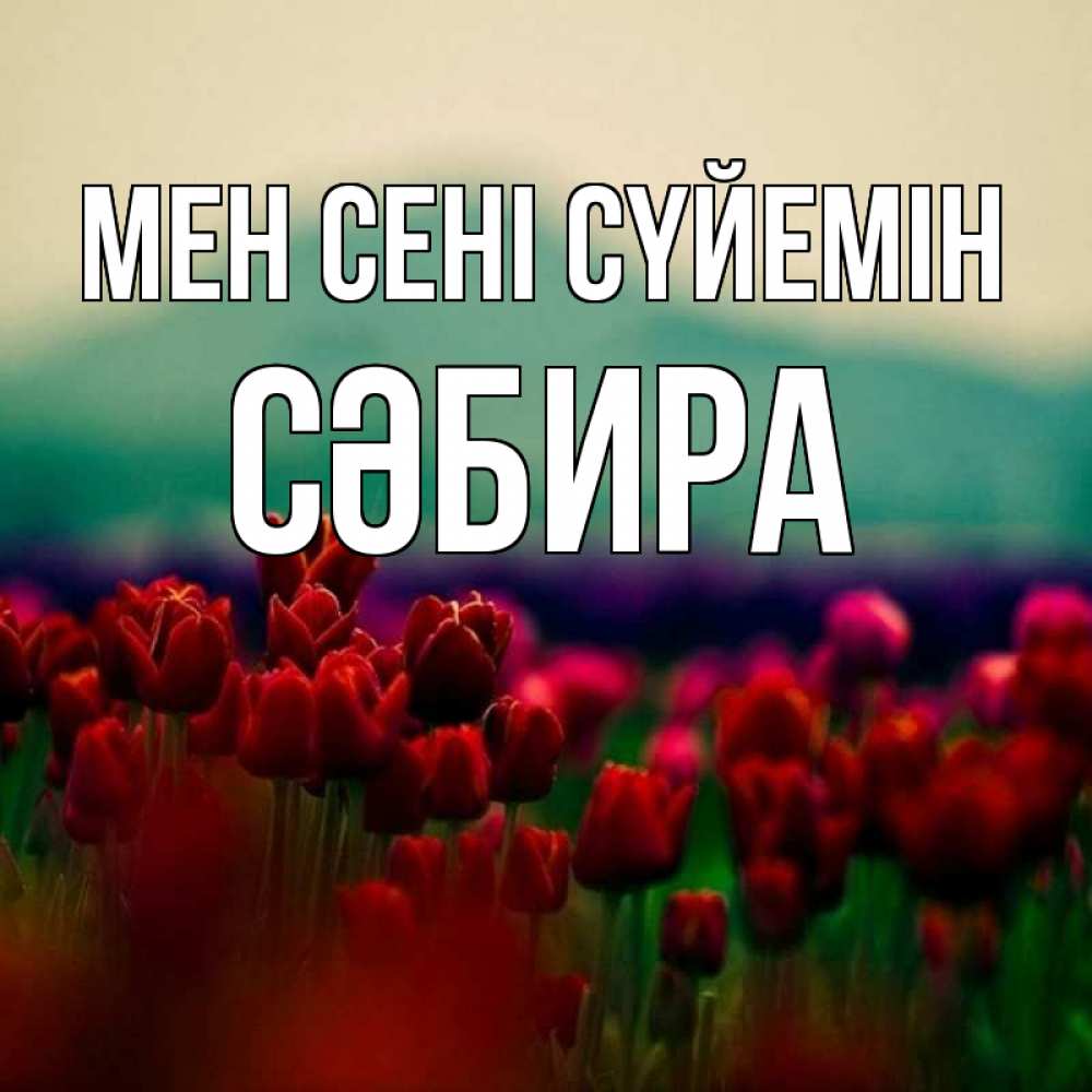 Күн сайын ашық хат с именем, СӘБИРА Мен сені сүйемін тюльпаны 4 Онлайн тегін жүктеп алу тілектері бар керемет карта 