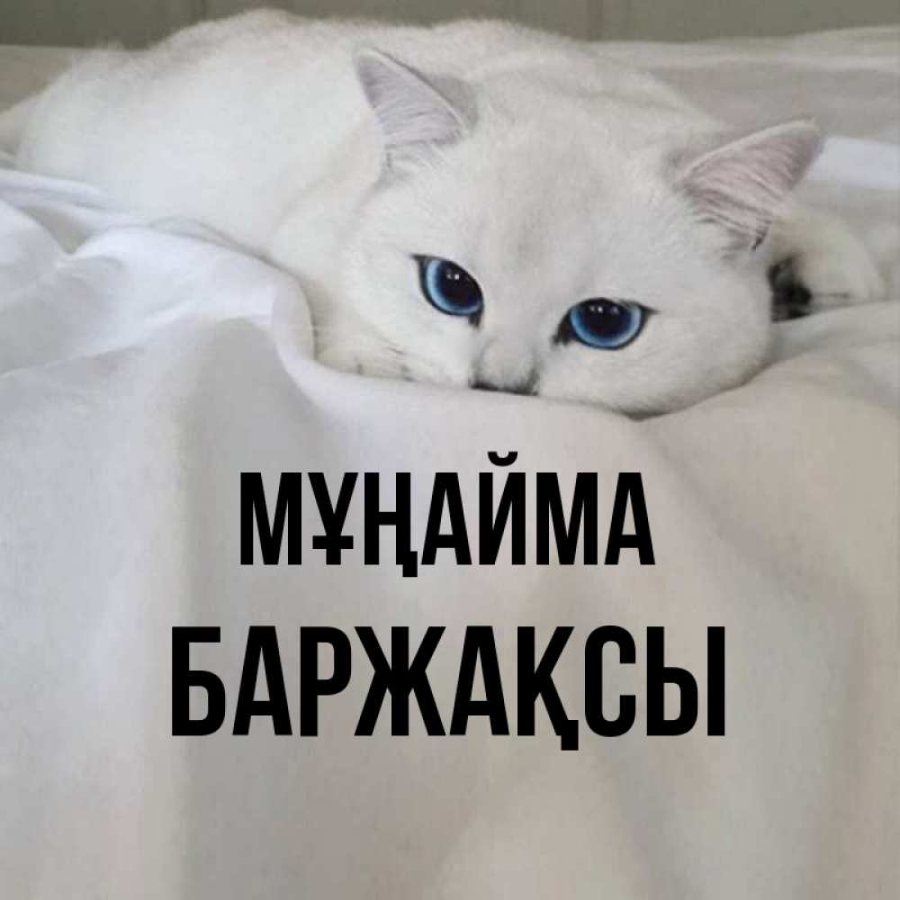 Күн сайын ашық хат с именем, Баржақсы Мұңайма Голубоглазая кошка Онлайн тегін жүктеп алу тілектері бар керемет карта 