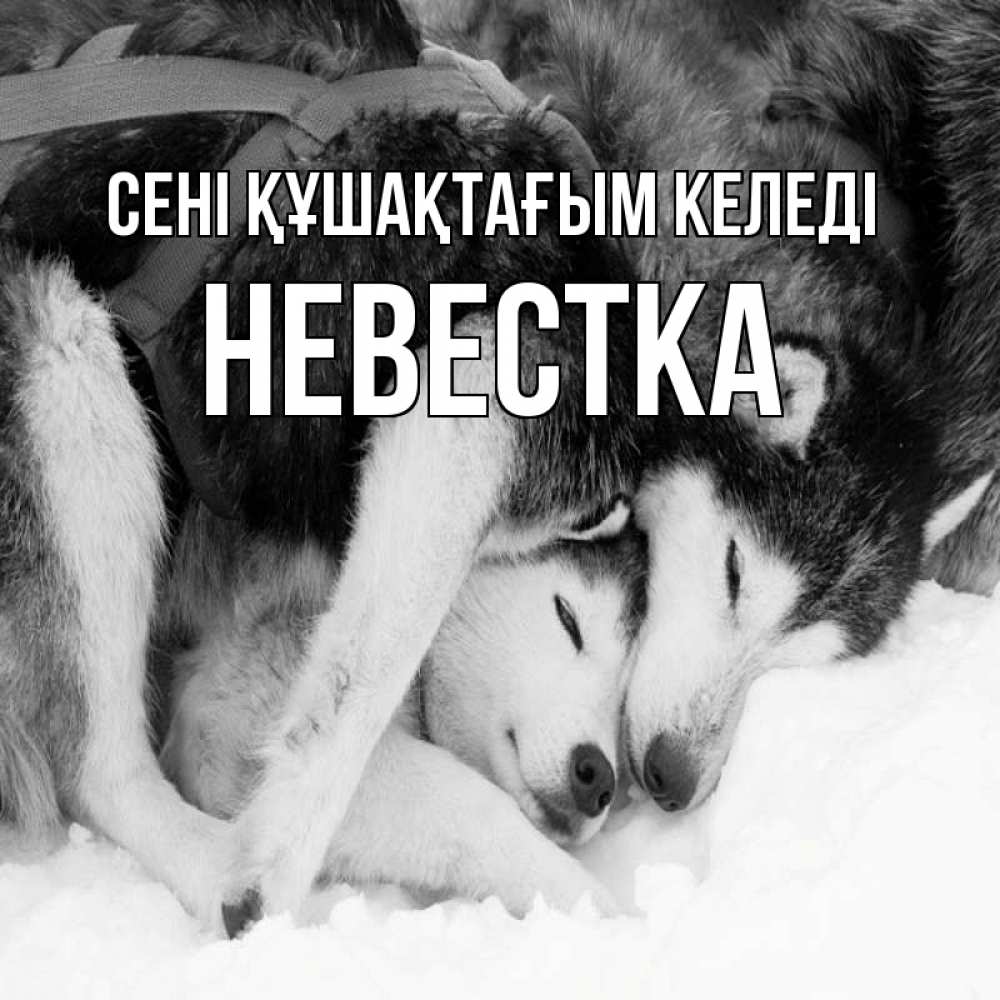 Күн сайын ашық хат с именем, Невестка сені құшақтағым келеді собачки в упряжке Онлайн тегін жүктеп алу тілектері бар керемет карта 