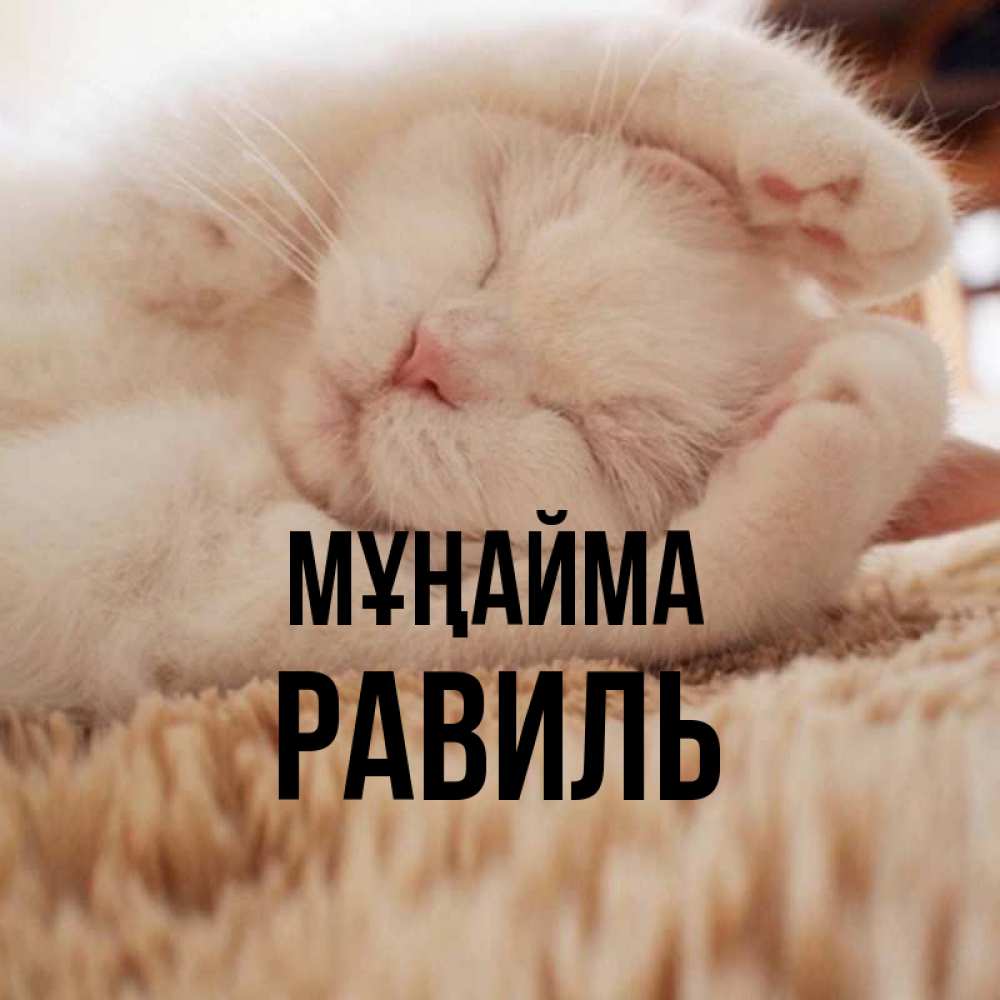 Күн сайын ашық хат с именем, Равиль Мұңайма Котенок спит Онлайн тегін жүктеп алу тілектері бар керемет карта 