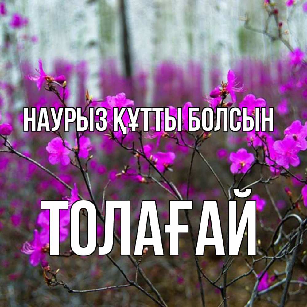 Күн сайын ашық хат с именем, ТОЛАҒАЙ Наурыз құтты болсын дикие цветы Онлайн тегін жүктеп алу тілектері бар керемет карта 