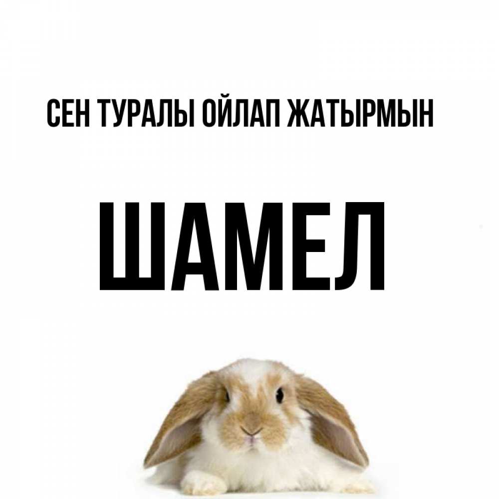 Күн сайын ашық хат с именем, ШАМЕЛ Сен туралы ойлап жатырмын подписать своими руками онлайн Онлайн тегін жүктеп алу тілектері бар керемет карта 