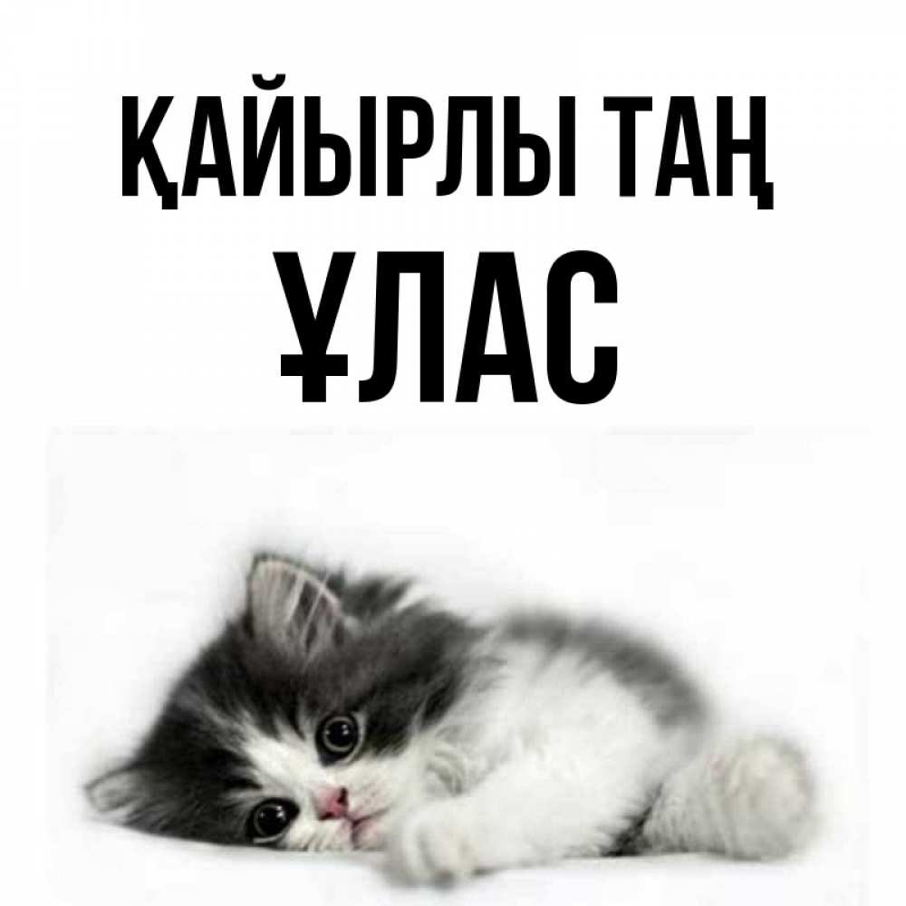 Күн сайын ашық хат с именем, ҰЛАС Қайырлы таң кот лапки Онлайн тегін жүктеп алу тілектері бар керемет карта 