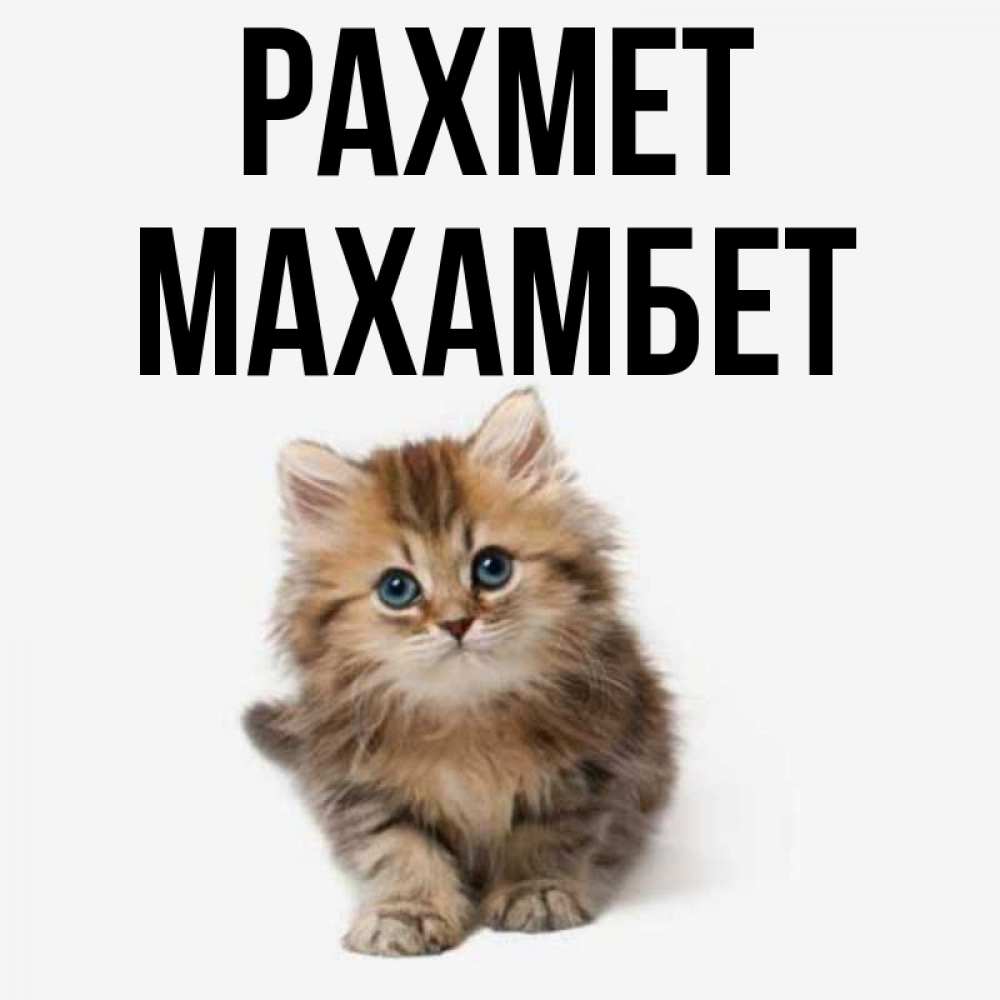 Күн сайын ашық хат с именем, МАХАМБЕТ рахмет пушистый котик Онлайн тегін жүктеп алу тілектері бар керемет карта 