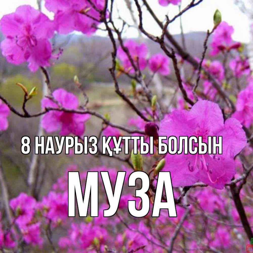 Күн сайын ашық хат с именем, Муза 8 наурыз құтты болсын международный женский день Онлайн тегін жүктеп алу тілектері бар керемет карта 