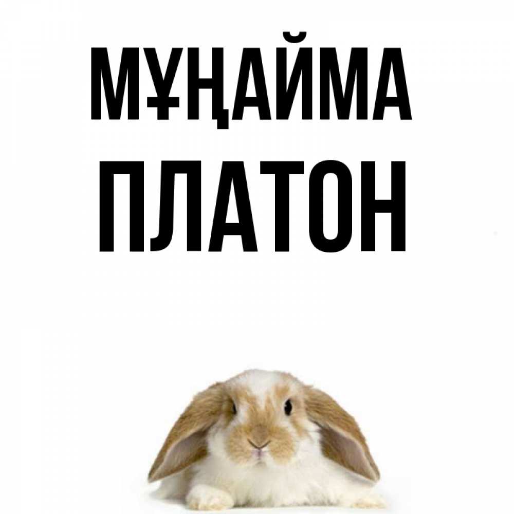 Күн сайын ашық хат с именем, Платон Мұңайма коричнево белый заяц с большими ушками Онлайн тегін жүктеп алу тілектері бар керемет карта 