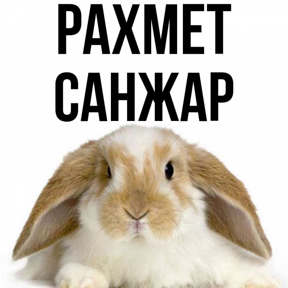 Күн сайын ашық хат с именем, САНЖАР рахмет коричнево белый заяц Онлайн тегін жүктеп алу тілектері бар керемет карта 