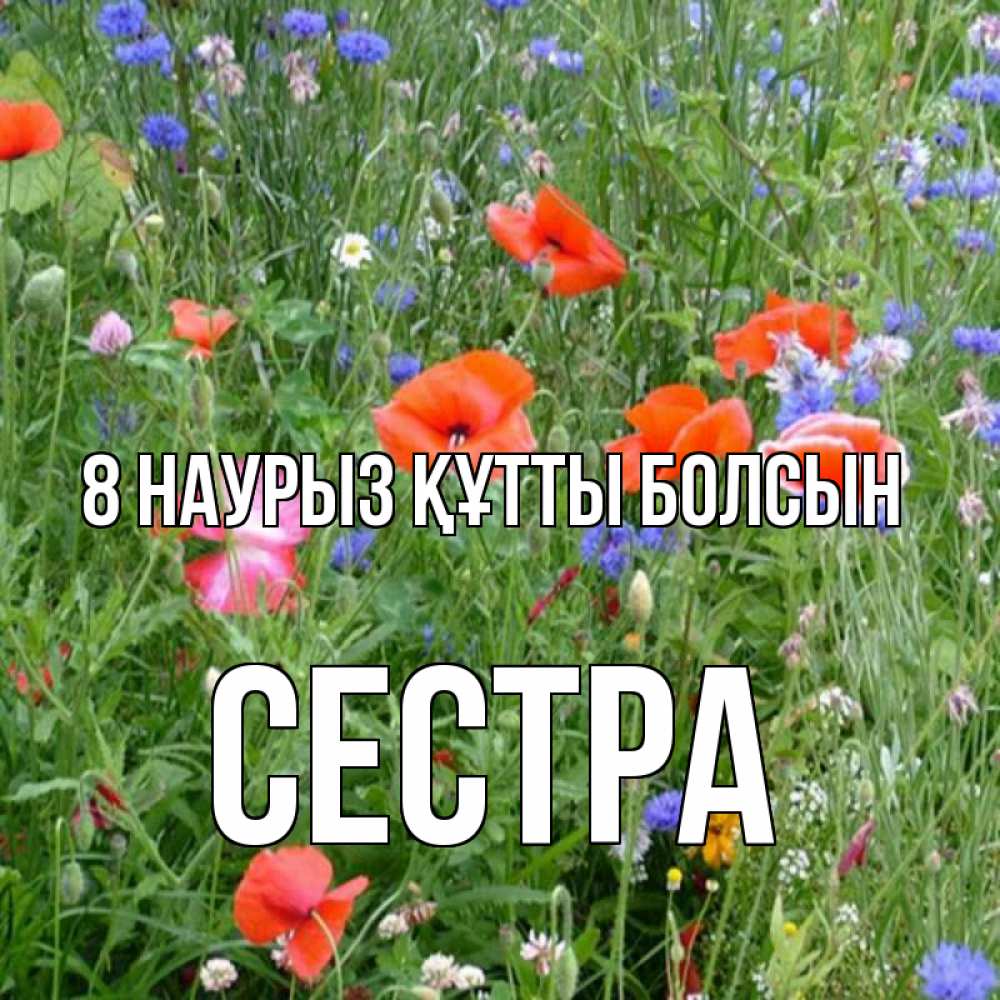 Күн сайын ашық хат с именем, Сестра 8 наурыз құтты болсын международный женский день 4 Онлайн тегін жүктеп алу тілектері бар керемет карта 