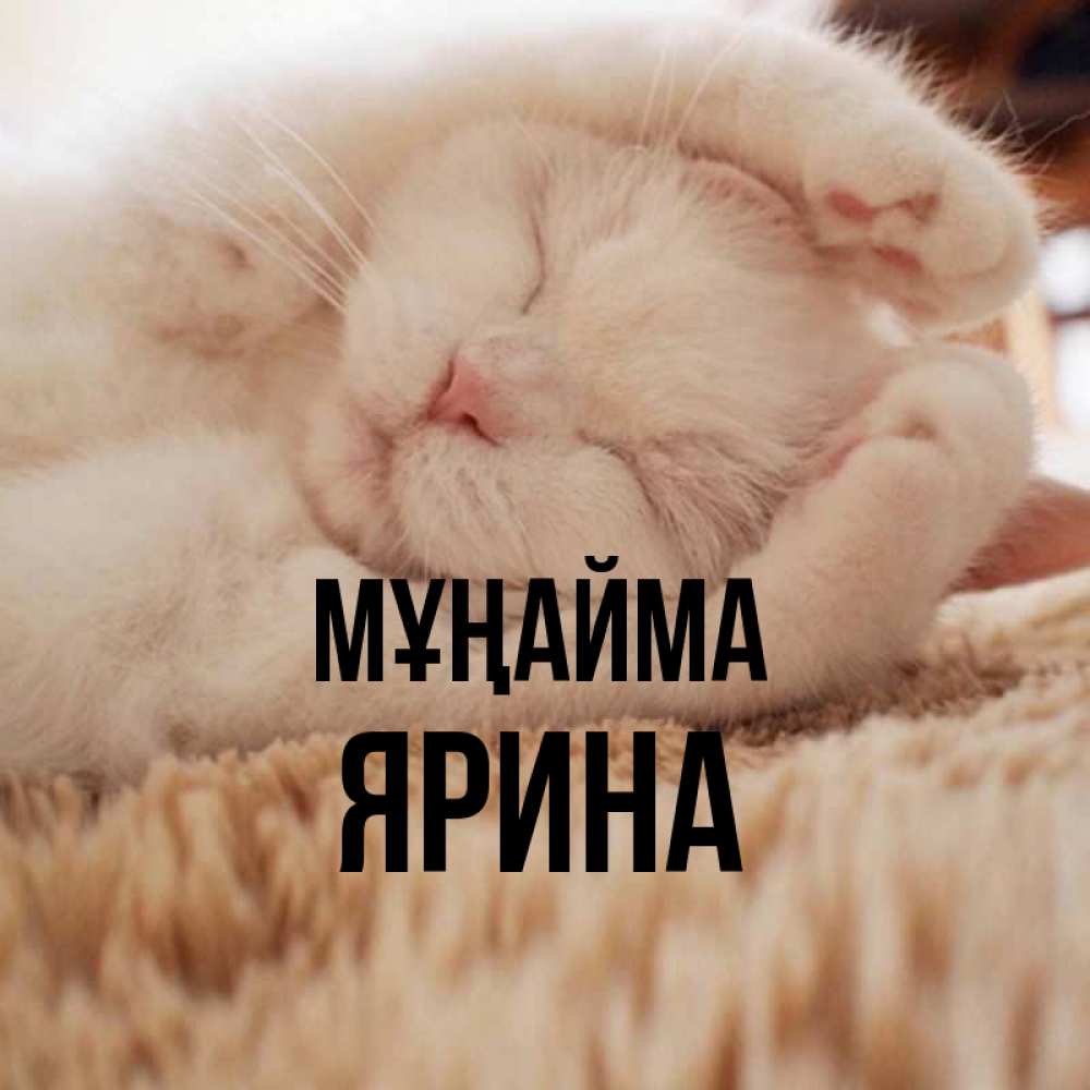 Күн сайын ашық хат с именем, Ярина Мұңайма Котенок спит Онлайн тегін жүктеп алу тілектері бар керемет карта 