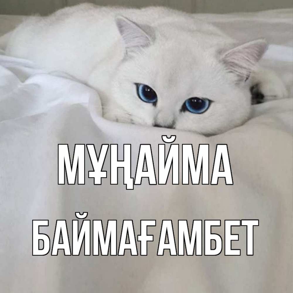Күн сайын ашық хат с именем, Баймағамбет Мұңайма белый кот с голубыми глазами на белоснежной кровати Онлайн тегін жүктеп алу тілектері бар керемет карта 