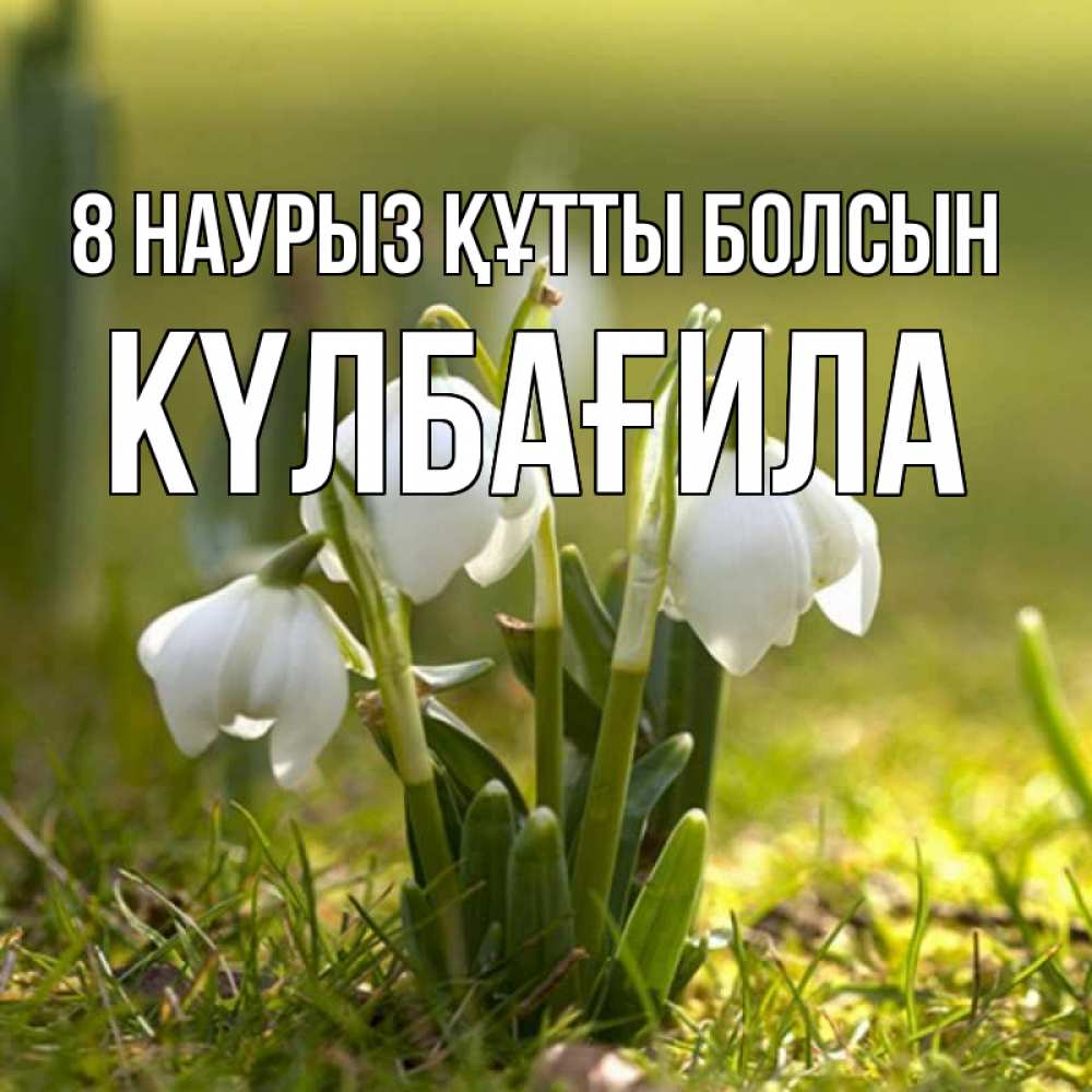 Күн сайын ашық хат с именем, КҮЛБАҒИЛА 8 наурыз құтты болсын ранние цветы 2 Онлайн тегін жүктеп алу тілектері бар керемет карта 