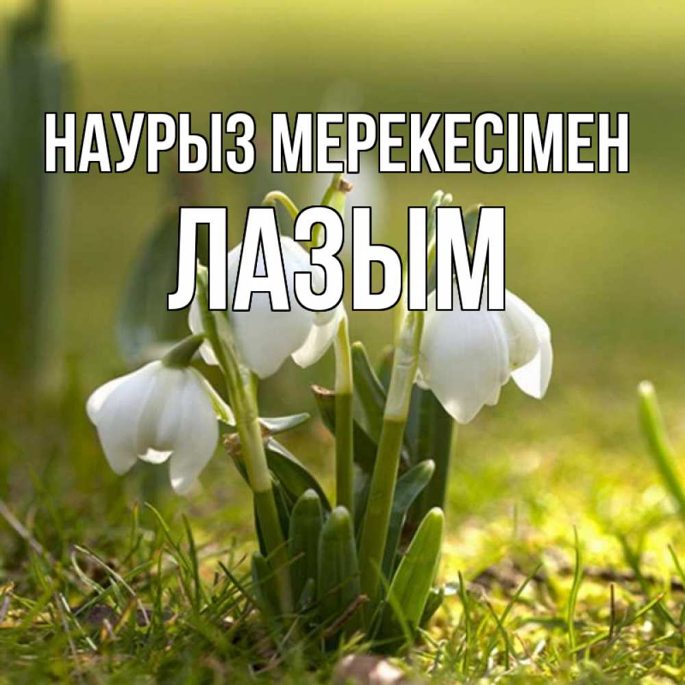 Күн сайын ашық хат с именем, ЛАЗЫМ Наурыз мерекесімен ранние цветы 2 Онлайн тегін жүктеп алу тілектері бар керемет карта 
