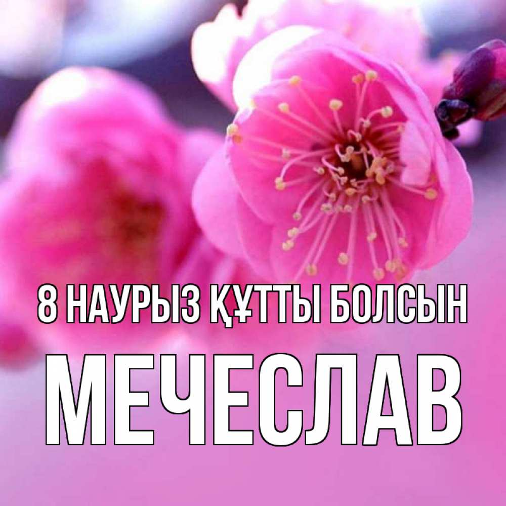 Күн сайын ашық хат с именем, Мечеслав 8 наурыз құтты болсын международный женский день Онлайн тегін жүктеп алу тілектері бар керемет карта 