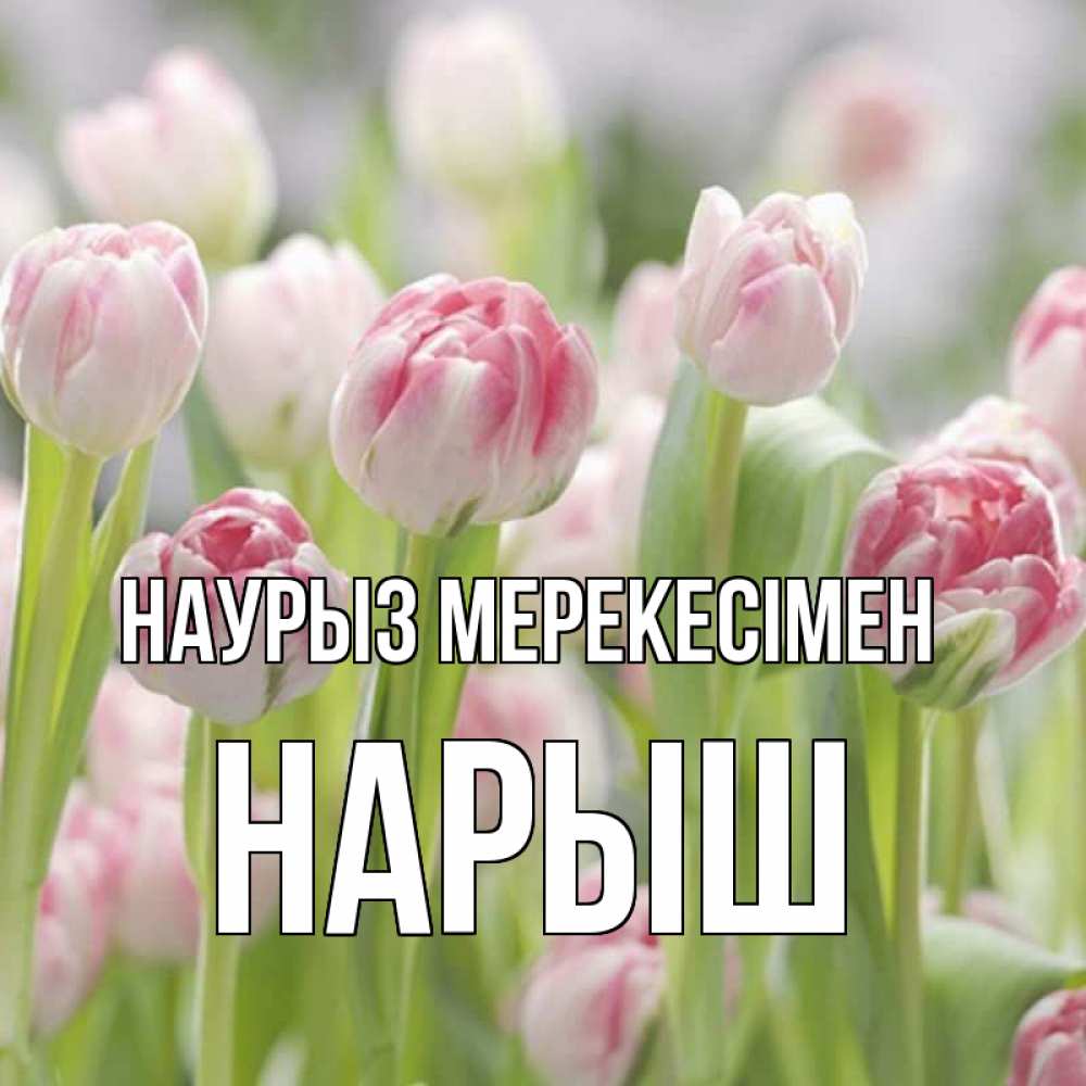 Күн сайын ашық хат с именем, Нарыш Наурыз мерекесімен цветы Онлайн тегін жүктеп алу тілектері бар керемет карта 