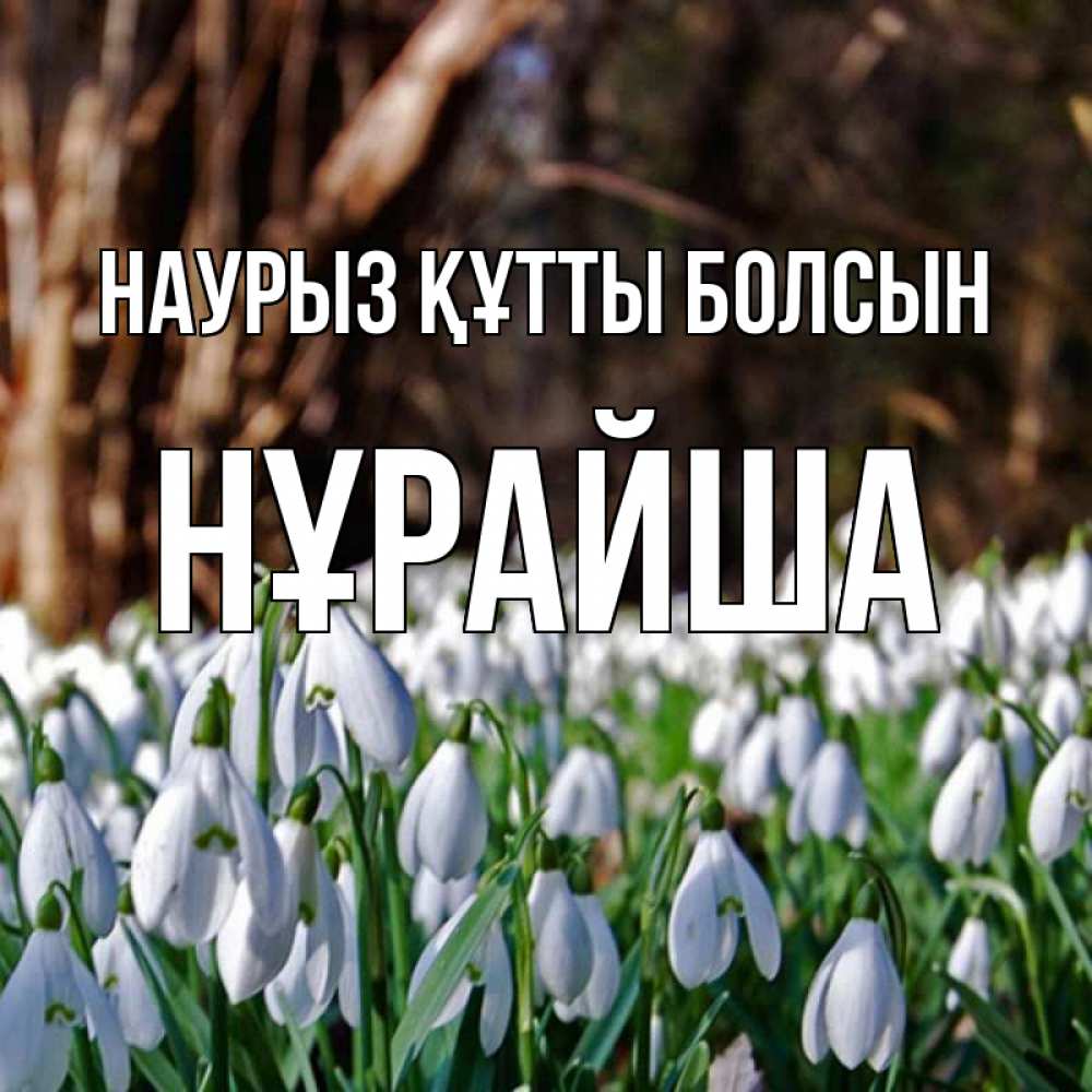 Күн сайын ашық хат с именем, НҰРАЙША Наурыз құтты болсын с подснежниками 1 Онлайн тегін жүктеп алу тілектері бар керемет карта 