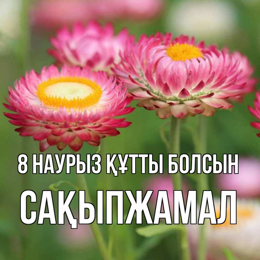 Күн сайын ашық хат с именем, САҚЫПЖАМАЛ 8 наурыз құтты болсын подарок на международный женский день Онлайн тегін жүктеп алу тілектері бар керемет карта 