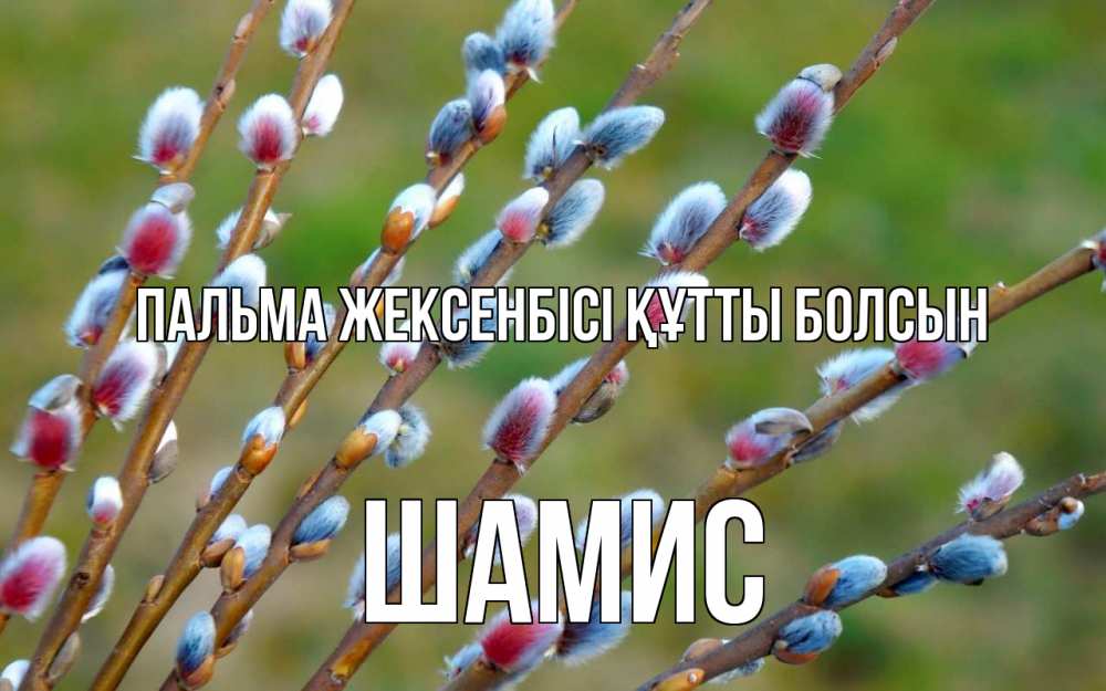 Күн сайын ашық хат с именем, ШАМИС Пальма жексенбісі құтты болсын верба Онлайн тегін жүктеп алу тілектері бар керемет карта 