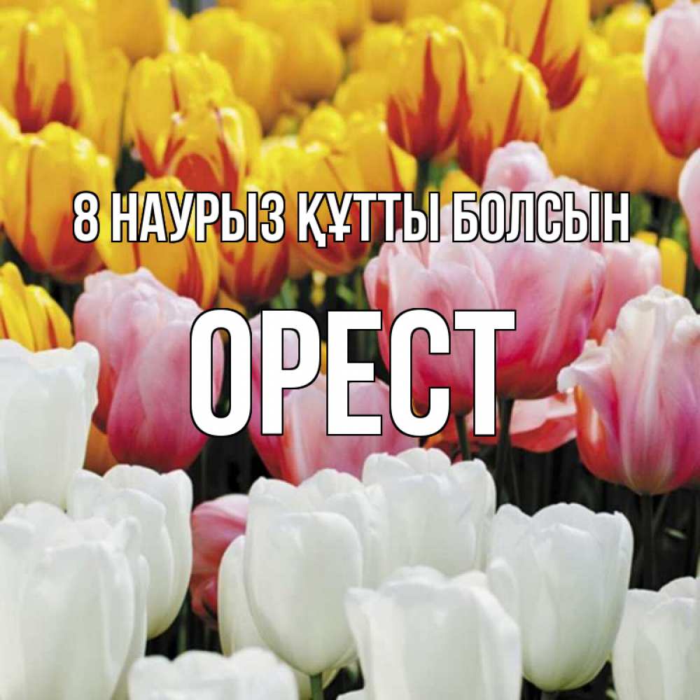 Күн сайын ашық хат с именем, Орест 8 наурыз құтты болсын разноцветные цветы Онлайн тегін жүктеп алу тілектері бар керемет карта 