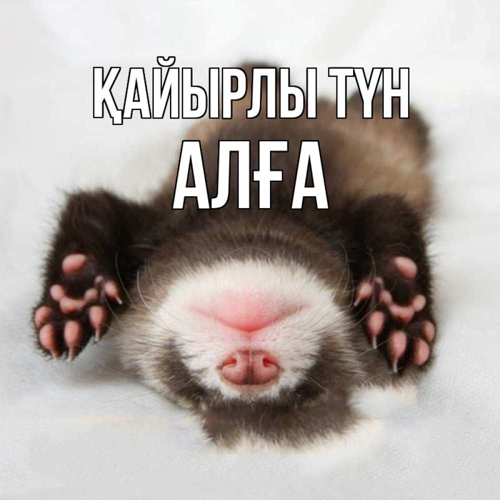Күн сайын ашық хат с именем, Алға Қайырлы түн зверек Онлайн тегін жүктеп алу тілектері бар керемет карта 