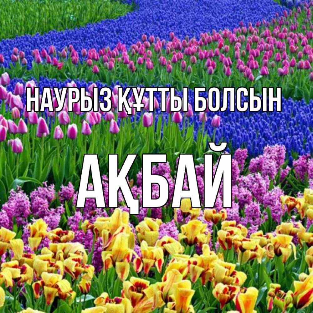 Күн сайын ашық хат с именем, Ақбай Наурыз құтты болсын цветы Онлайн тегін жүктеп алу тілектері бар керемет карта 