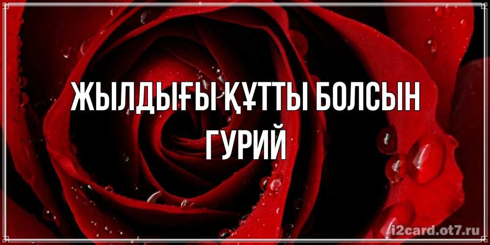 Күн сайын ашық хат с именем, Гурий Жылдығы құтты болсын крупная бордовая роза Онлайн тегін жүктеп алу тілектері бар керемет карта 