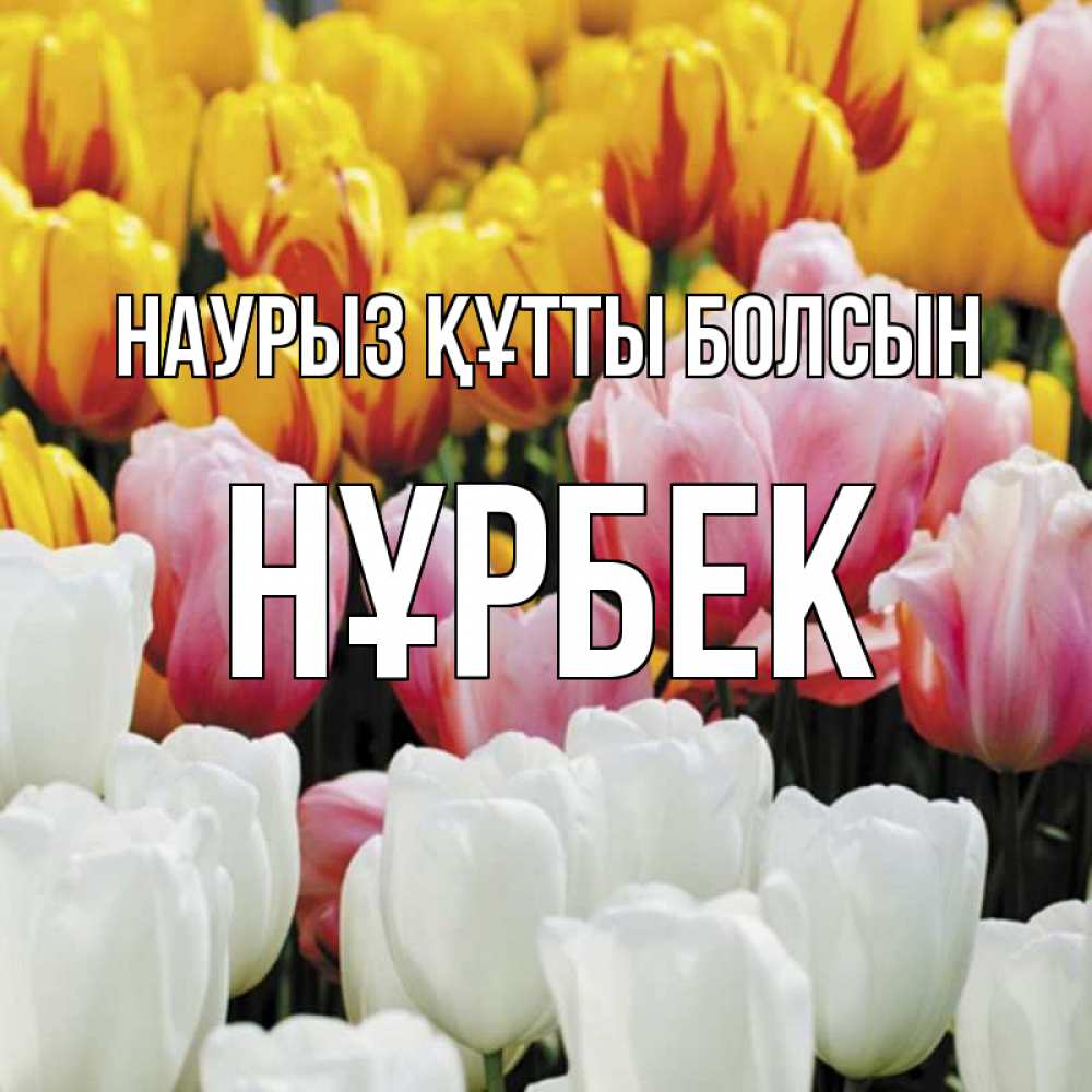 Күн сайын ашық хат с именем, НҰРБЕК Наурыз құтты болсын разноцветные цветы Онлайн тегін жүктеп алу тілектері бар керемет карта 