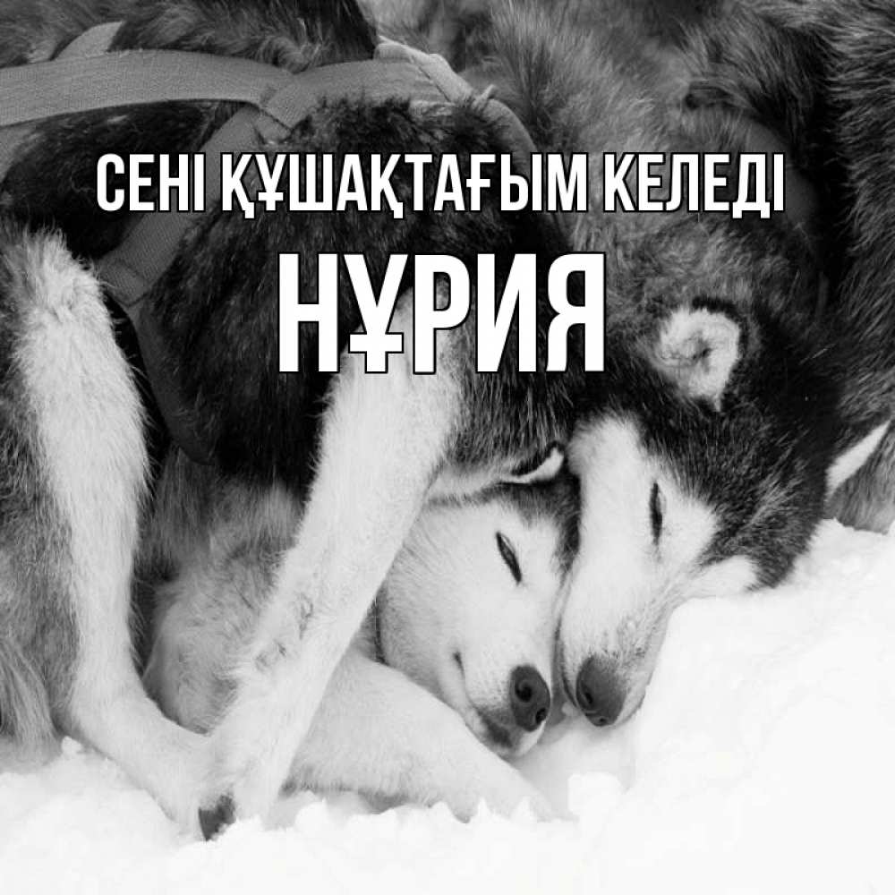 Күн сайын ашық хат с именем, НҰРИЯ сені құшақтағым келеді собачки в упряжке Онлайн тегін жүктеп алу тілектері бар керемет карта 