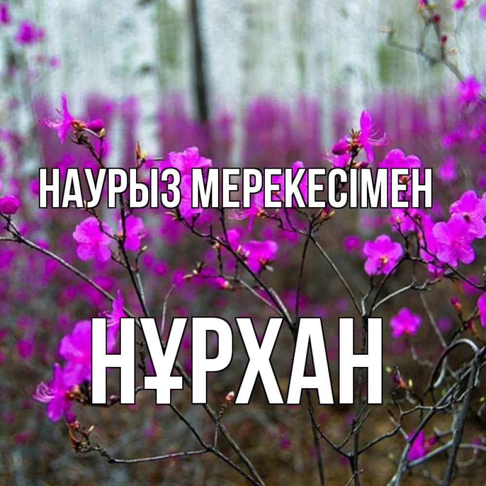 Күн сайын ашық хат с именем, НҰРХАН Наурыз мерекесімен дикие цветы Онлайн тегін жүктеп алу тілектері бар керемет карта 