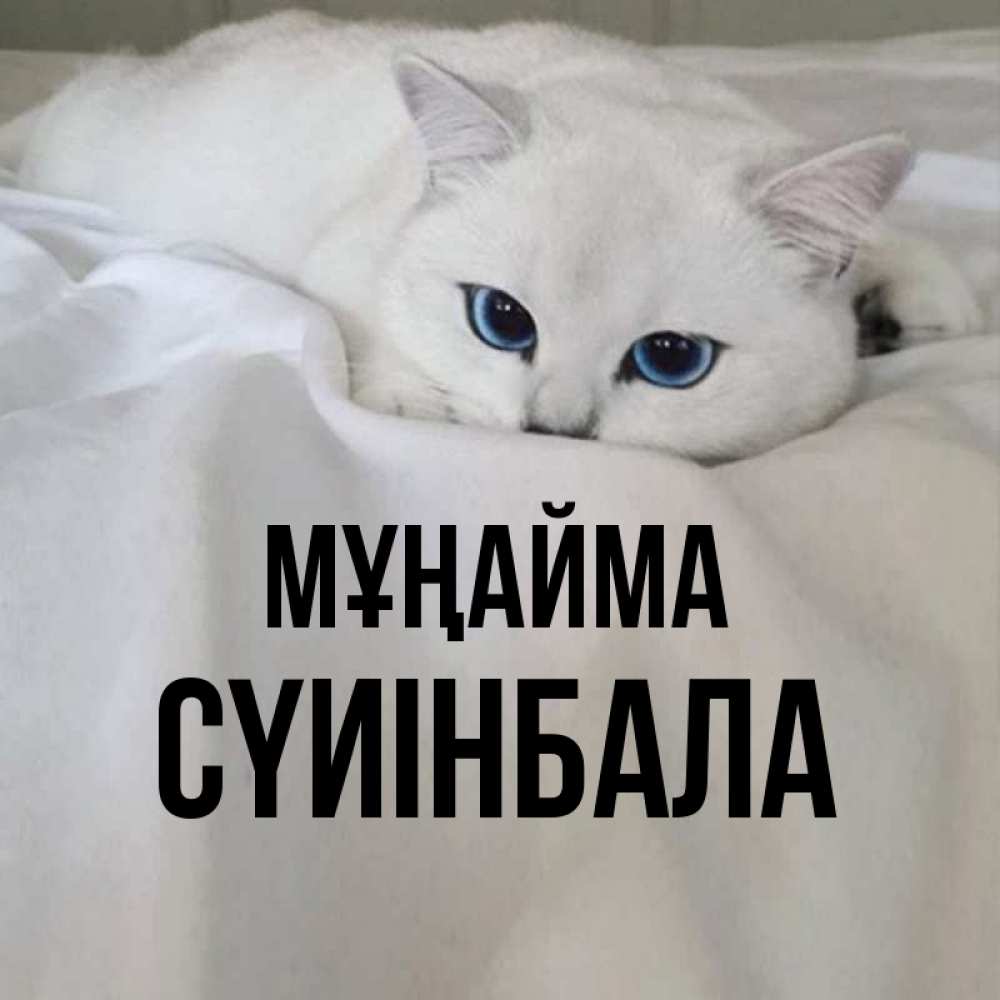 Күн сайын ашық хат с именем, СҮИІНБАЛА Мұңайма Голубоглазая кошка Онлайн тегін жүктеп алу тілектері бар керемет карта 
