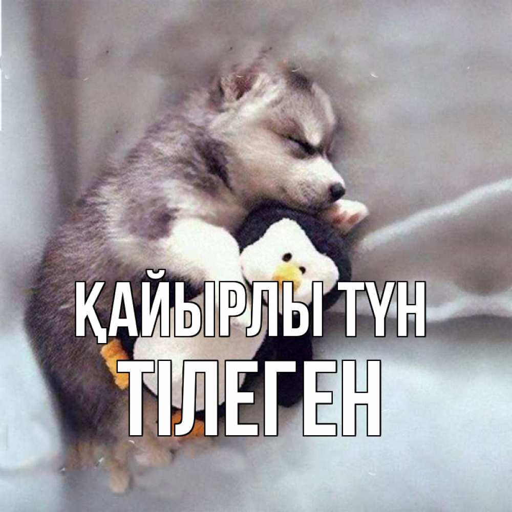Күн сайын ашық хат с именем, ТІЛЕГЕН Қайырлы түн обнимашки щенка и пингвина Онлайн тегін жүктеп алу тілектері бар керемет карта 