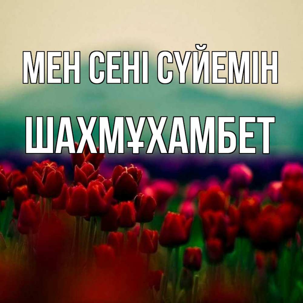 Күн сайын ашық хат с именем, ШАХМҰХАМБЕТ Мен сені сүйемін тюльпаны 4 Онлайн тегін жүктеп алу тілектері бар керемет карта 