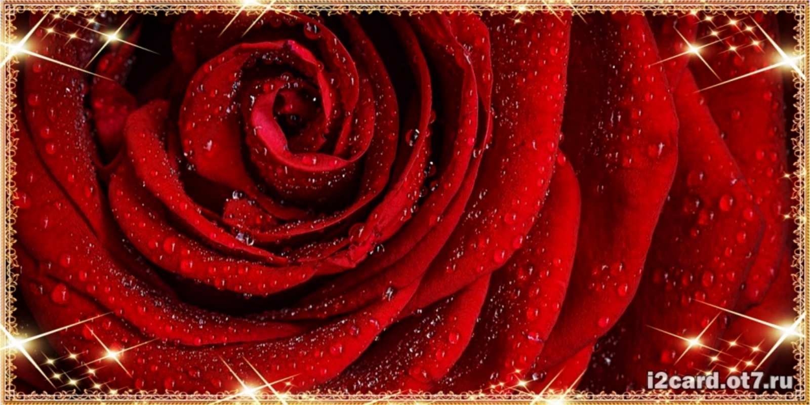 Открытка роза в росе и звездах роса на розе блестящая в лучах солнца Туған күніңмен 