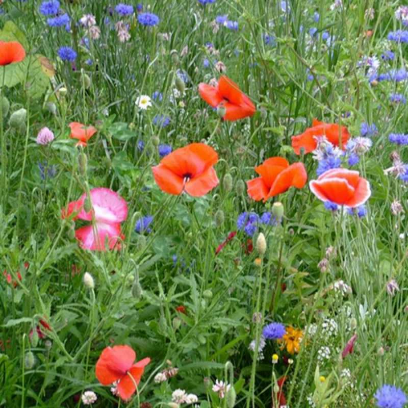 Открытка полевые цветы 4 международный женский день 4 8 наурыз құтты болсын 