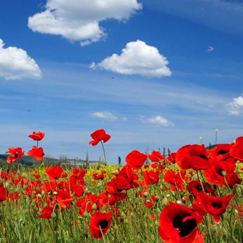 Открытка цветы на фоне неба 1 международный женский день 1 8 наурыз құтты болсын 